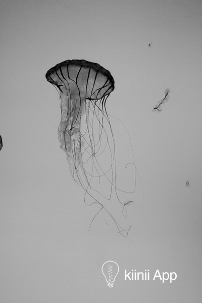 墨有关于水母的黑白摄影