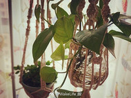 植物挂篮Plant Hanger