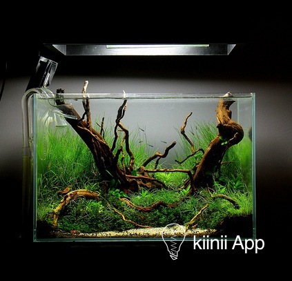 第12届国际水草造景比赛作品欣赏（IAPLC 2012） - kiinii App