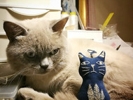 蓝染猫咪与猫咪钥匙扣