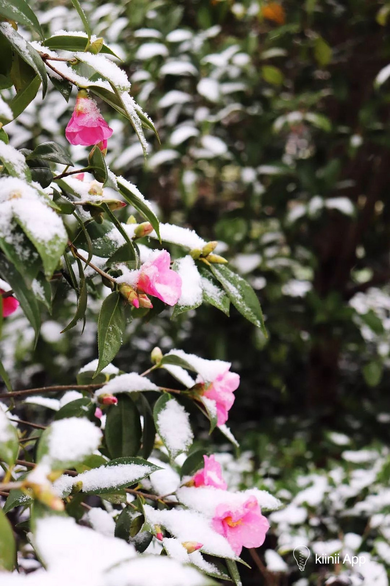 冬天开的花有哪些雪景图片