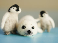 《极地村落》小企鹅和小海豹 有公开教程欢迎围观