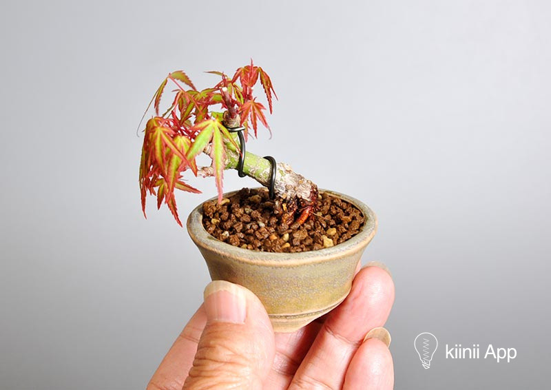 豆盆栽 掌心上的植物世界 Kiinii App